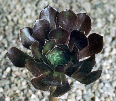 Aeonium